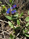 Pulmonaria mollis