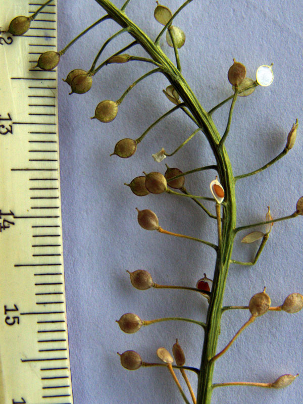 Image of Lobularia maritima specimen.