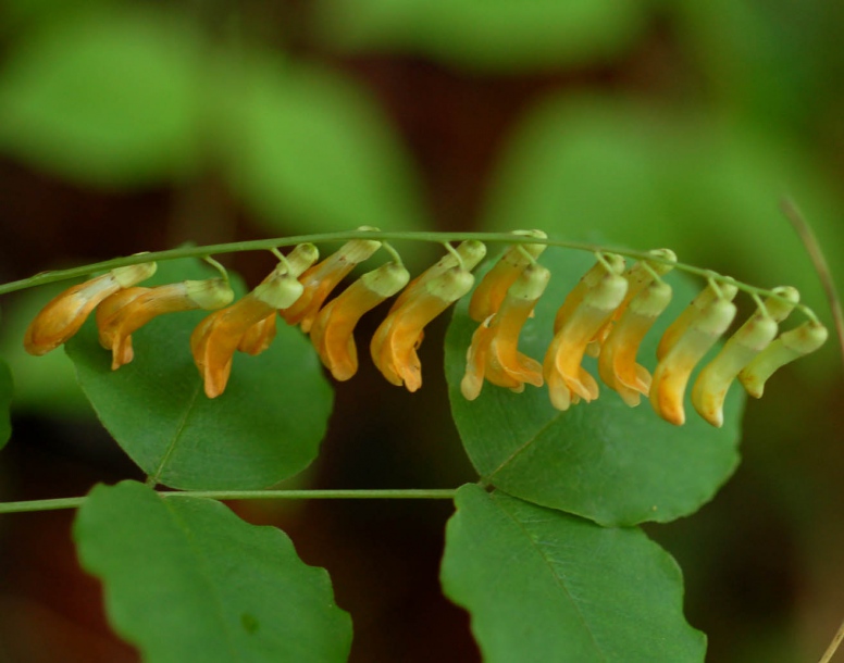 Image of Vicia subrotunda specimen.