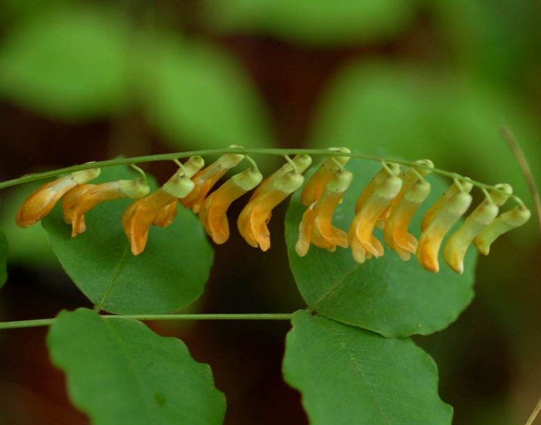 Изображение особи Vicia subrotunda.