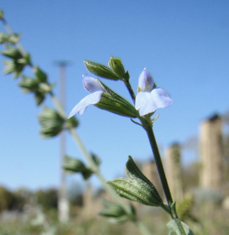 Image of Salvia reflexa specimen.