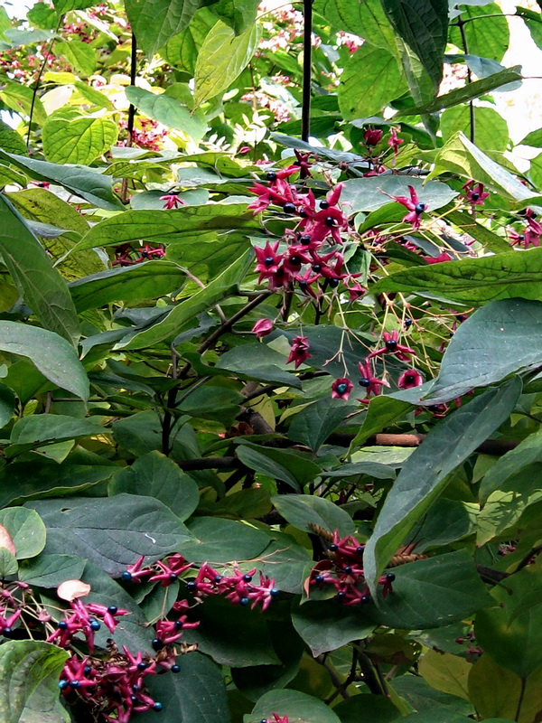 Image of Clerodendrum trichotomum specimen.