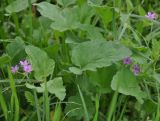 Erodium malacoides