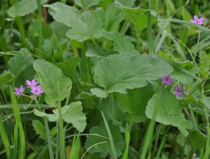 Изображение особи Erodium malacoides.