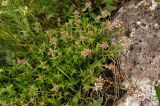 Thymus marschallianus