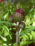 Cirsium heterophyllum