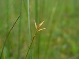 Carex pauciflora