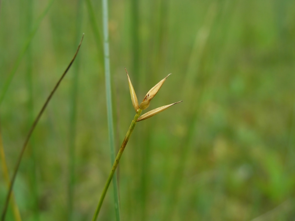 Image of Carex pauciflora specimen.