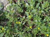 Portulaca oleracea. Цветущее растение. Кыргызстан, г. Бишкек, газон по ул. Боконбаева. 06.09.2015.