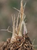 Image of taxon representative. Author is Тулкин Тиллаев
