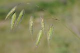 Bromus