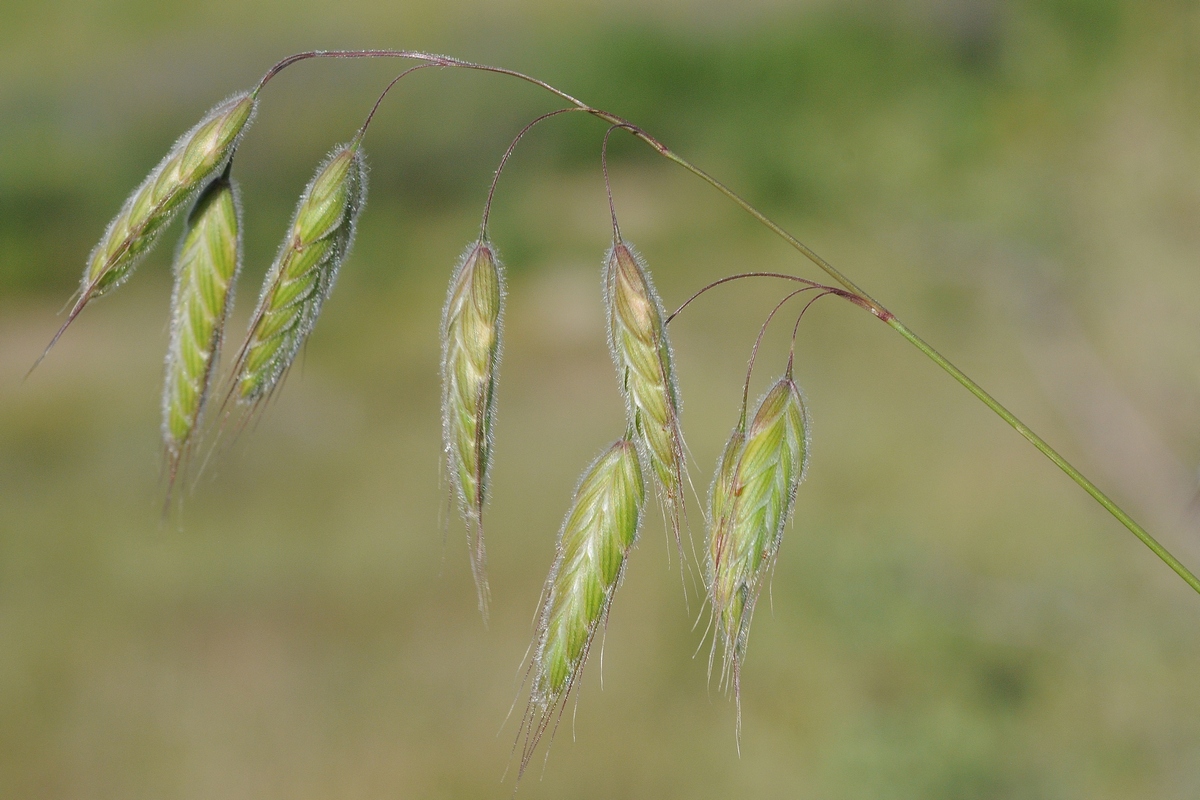 Изображение особи род Bromus.