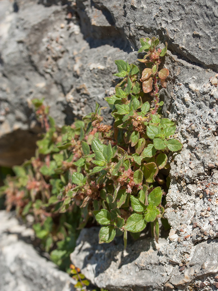 Image of genus Parietaria specimen.