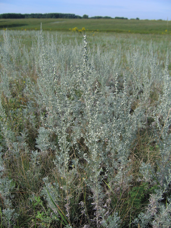 Изображение особи Artemisia austriaca.