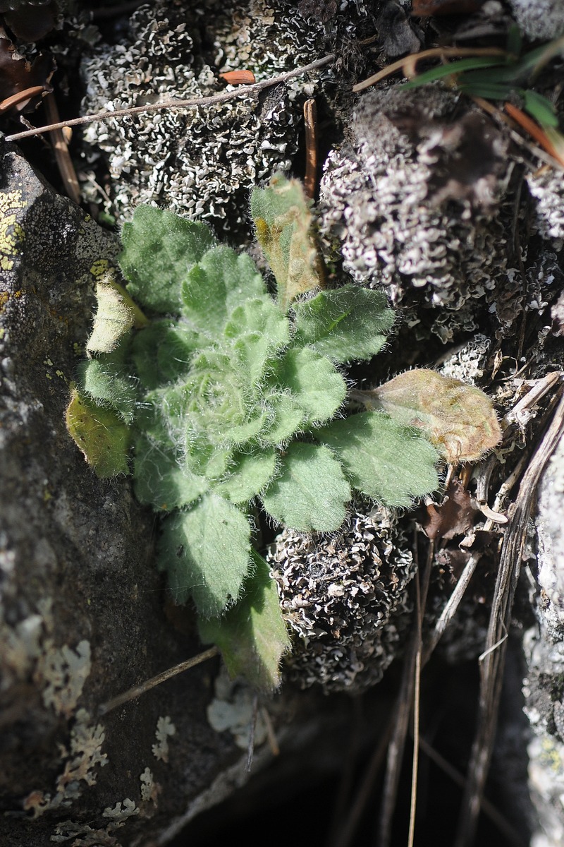 Image of Erigeron umbrosus specimen.