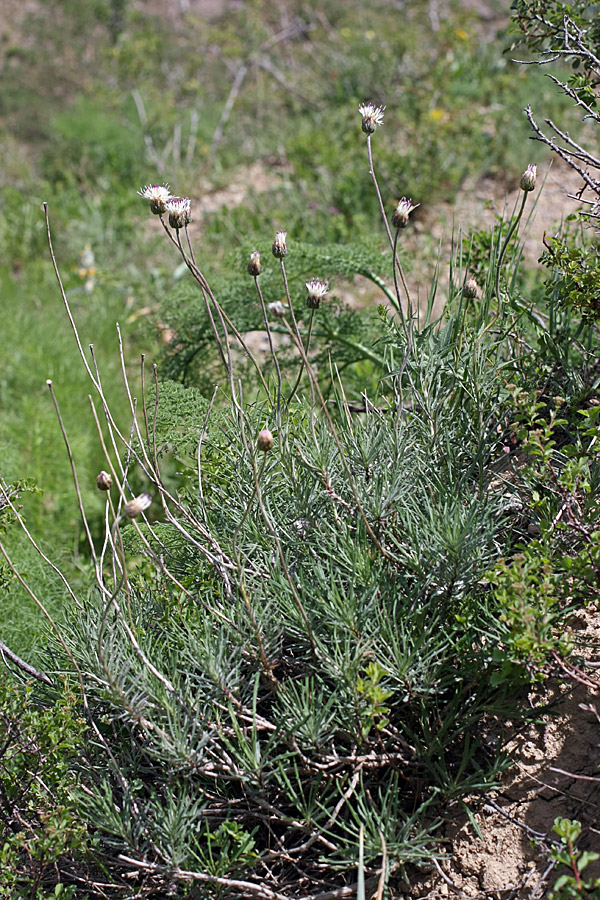 Image of Jurinea suffruticosa specimen.