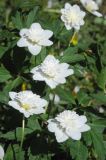 Anemone nemorosa