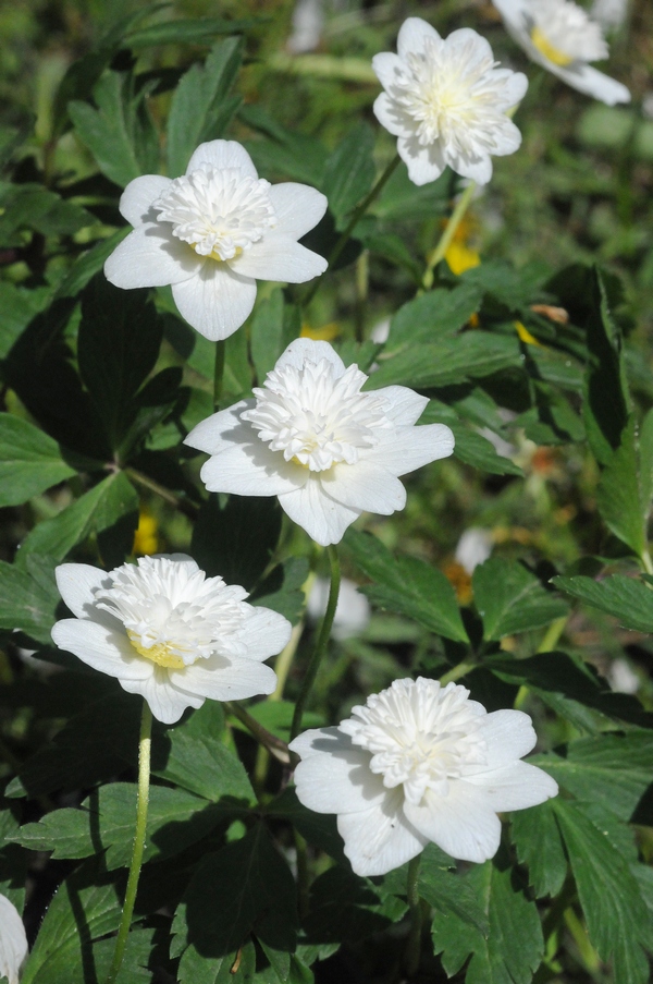 Изображение особи Anemone nemorosa.