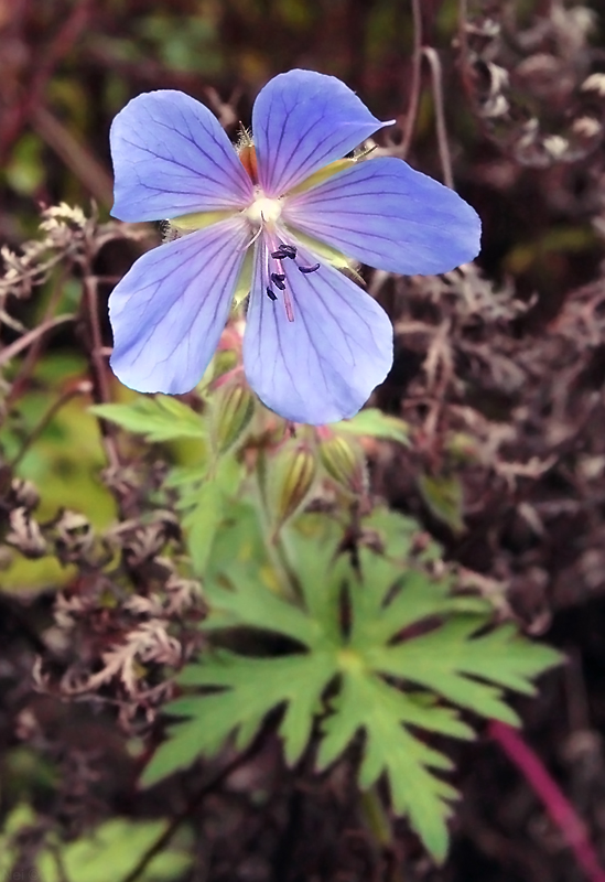 Image of Geranium pratense specimen.