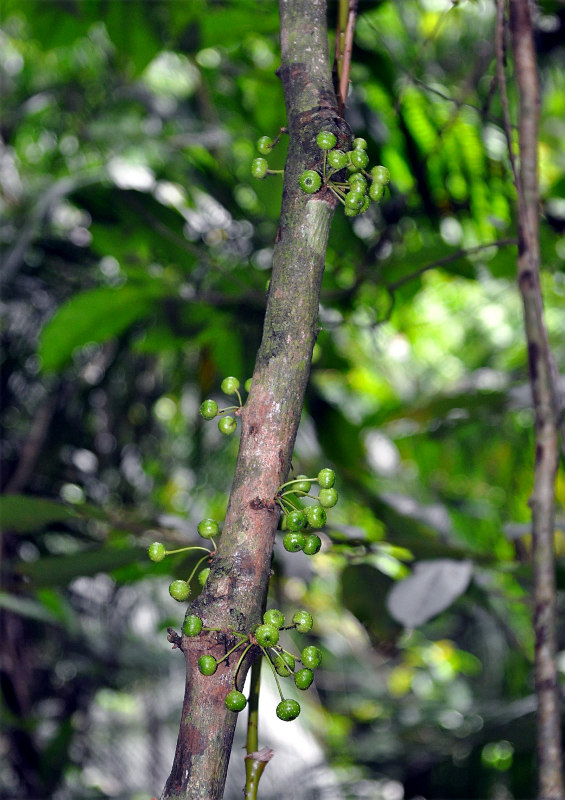 Image of Ficus fistulosa specimen.