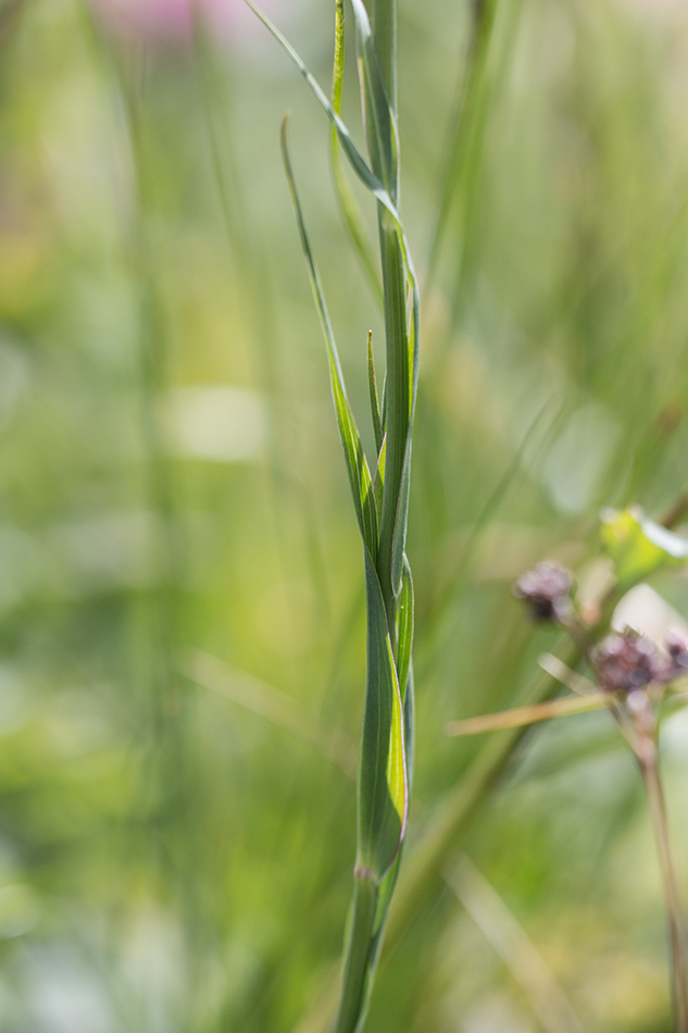 Изображение особи Tragopogon reticulatus.