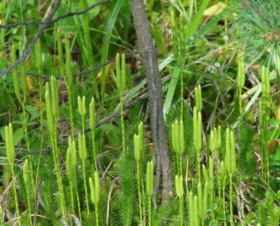 Изображение особи Lycopodium clavatum.