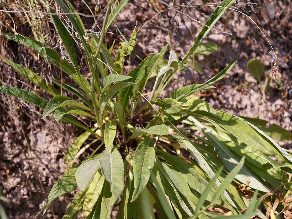 Image of Jurinea modesti specimen.