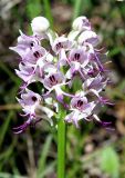 Orchis simia. Соцветие. Крым, Бахчисарайский р-н, на юго-запад от с. Красный Мак, пещерный город, на скалах. 23 апреля 2008 г.