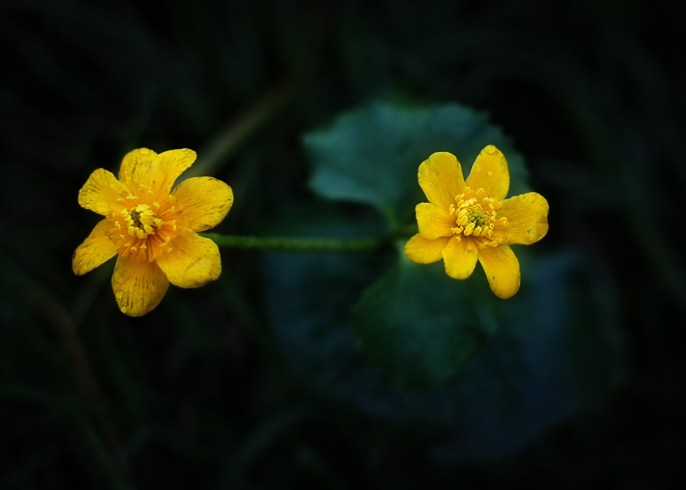 Изображение особи Caltha palustris.