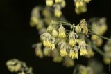 Thalictrum minus