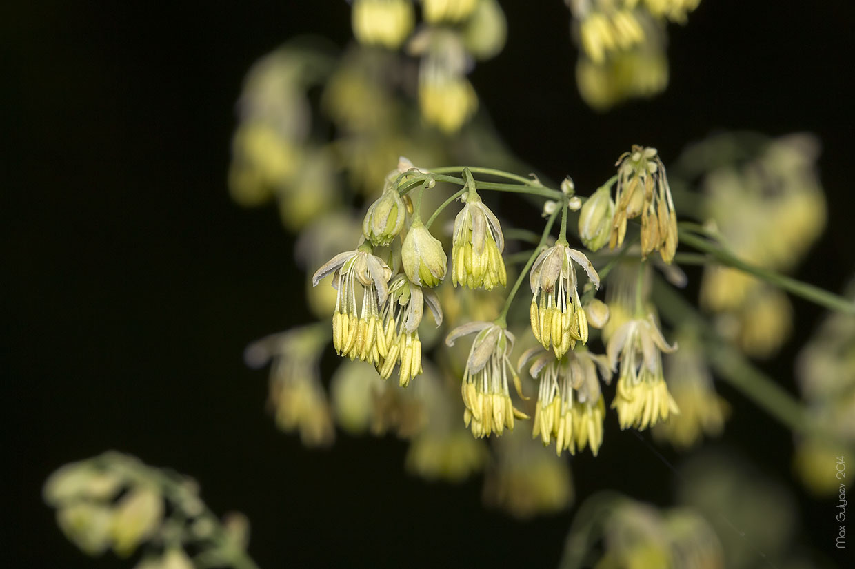 Image of Thalictrum minus specimen.