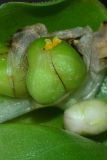 Commelina erecta