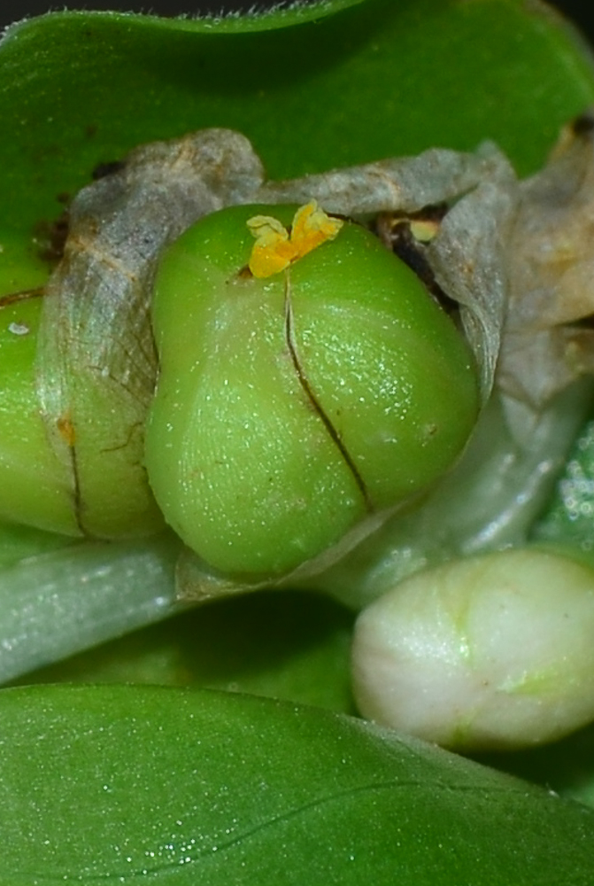 Изображение особи Commelina erecta.