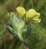 Potentilla recta