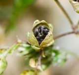 Spergula fallax
