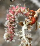 Populus tremula. Тычиночное соцветие. Восточный Казахстан, Глубоковский р-н, окр.с. Тарханка, склон сопки. 15.04.2012.