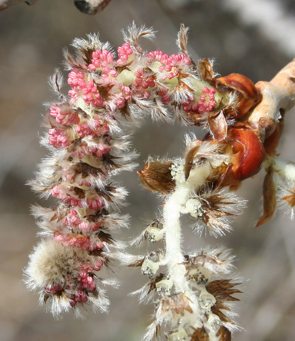 Image of Populus tremula specimen.