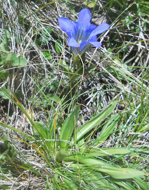 Изображение особи Gentiana kaufmanniana.