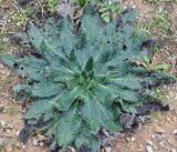 Echium biebersteinii