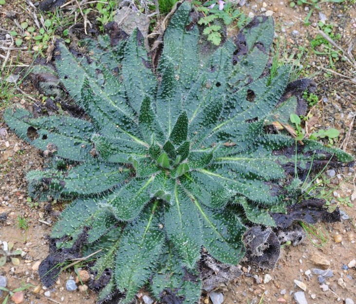 Image of Echium biebersteinii specimen.
