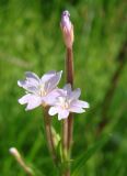 Epilobium palustre. Верхушки побегов с цветками. Якутия (Саха), окр. пос. Чульман, руч. Китаянка. 19.07.2012.