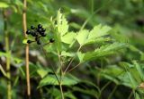 Actaea spicata. Верхушка плодоносящего растения. Костромская обл., Судиславский р-н, окр. дер. Антипино, опушка смешанного леса. 15.07.2015.