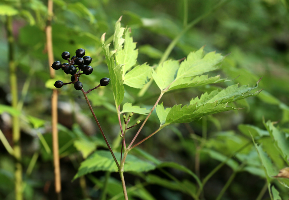 Image of Actaea spicata specimen.