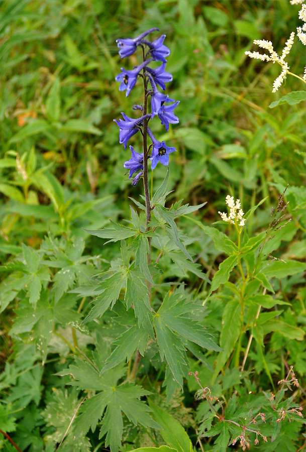 Image of Delphinium elatum specimen.