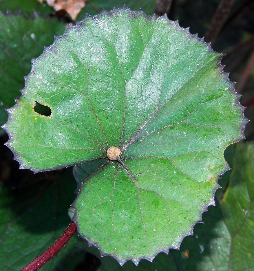 Изображение особи Ligularia dentata.