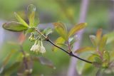 Lonicera baltica. Верхушка веточки с соцветиями. Ленинградская обл., Ломоносовский р-н, долина р. Шингарка, берег ручья. 17.05.2015.