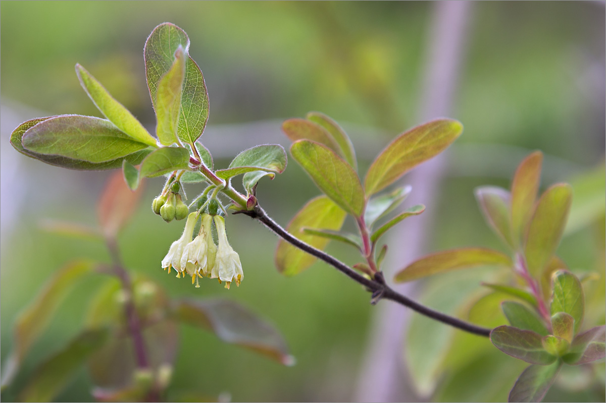 Image of Lonicera baltica specimen.