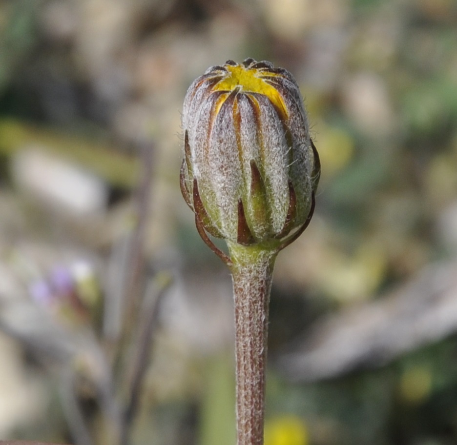 Изображение особи Crepis vesicaria ssp. taraxacifolia.