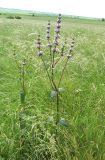 Phlomoides tuberosa