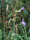 Lactuca tatarica. Верхушка растения с соцветиями. Челябинская обл., окр. г. Челябинск, Золотая горка, обочина дороги в берёзовом лесу. 21.08.2015.